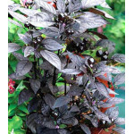 Перец декоративный Озорник Перец декоративный Озорник