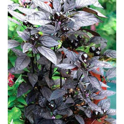 Перец декоративный Озорник