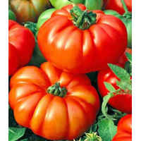 Томат Мечта великана