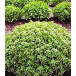 Базилик Гвоздичный аромат Базилик Гвоздичный аромат