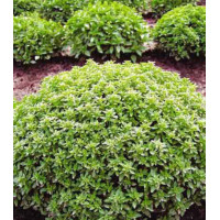 Базилик Гвоздичный аромат