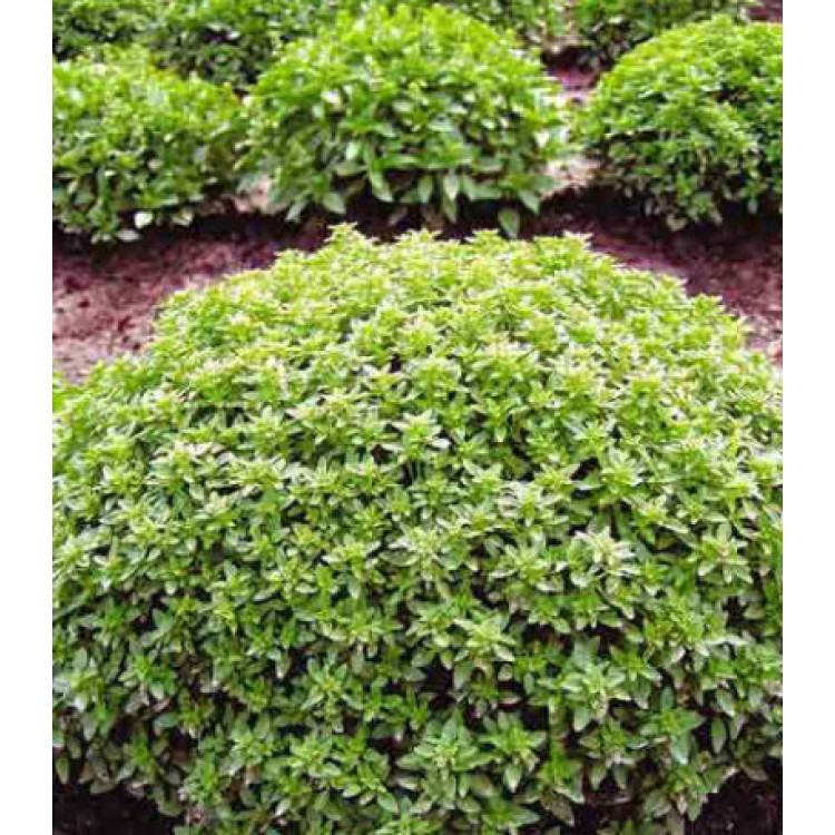 Базилик Гвоздичный аромат Базилик Гвоздичный аромат