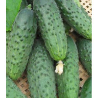 Огурец Армейский F1