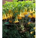 Бругмансия Аромагия желтая Бругмансия Аромагия желтая