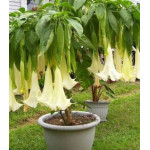 Бругмансия Аромагия белая Бругмансия Аромагия белая