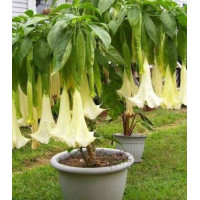 Бругмансия Аромагия белая