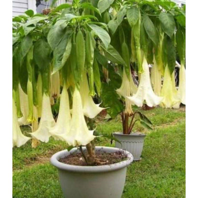 Бругмансия Аромагия белая Бругмансия Аромагия белая