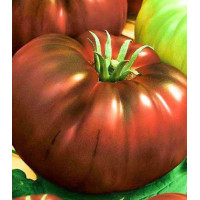 Томат Черный барон