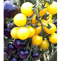 Томат Чернично-сливочный F1