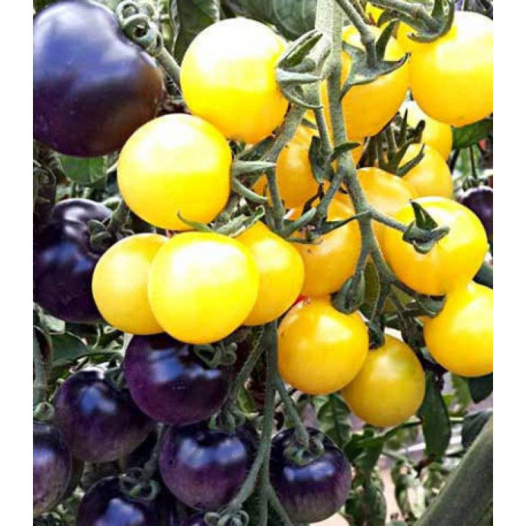 Томат Чернично-сливочный F1 Томат Чернично-сливочный F1