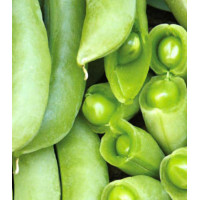 Горох спаржевый Суперсахарный