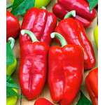 Перец сладкий Кавалер Перец сладкий Кавалер