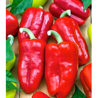 Перец сладкий Кавалер