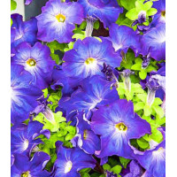 Петуния крупноцветковая Синее утро F1