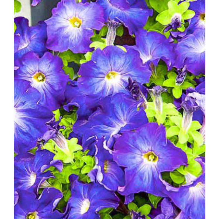 Петуния крупноцветковая Синее утро F1