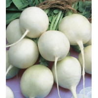 Редис Белый зефир