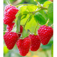 Малина Сладкая ягодка