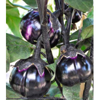 Баклажан Трюфель F1