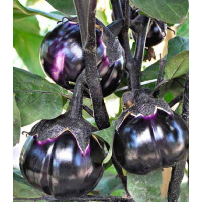 Баклажан Трюфель F1