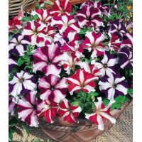 Петуния каскадная Звездопад F1