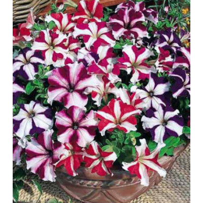 Петуния каскадная Звездопад F1