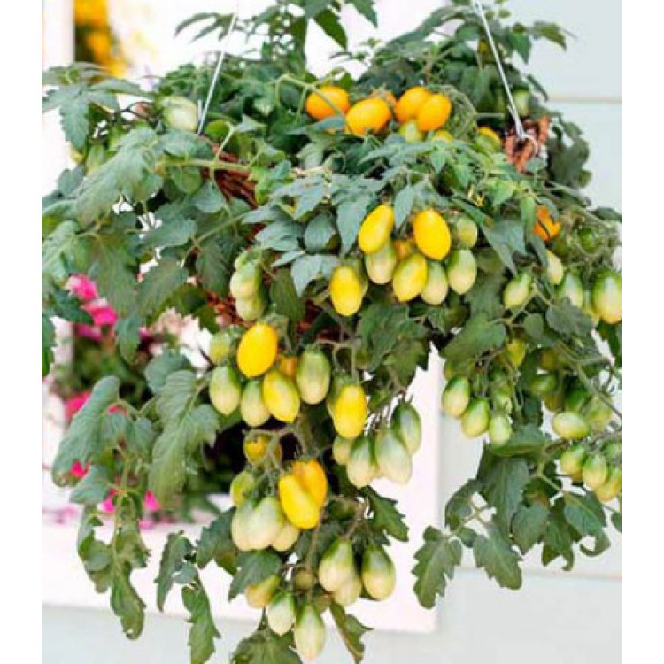 Томат ампельный Пиадропс F1 Томат ампельный Пиадропс F1