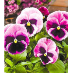 Виола Виттрока Фламенко фиолетовая F1 Виола Виттрока Фламенко фиолетовая F1