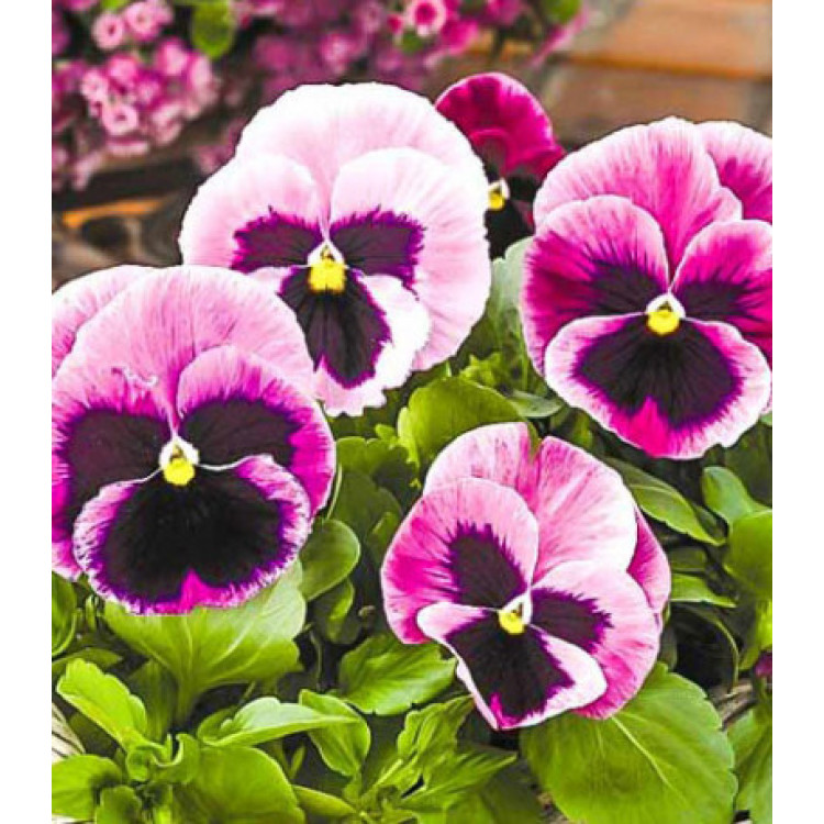 Виола Виттрока Фламенко фиолетовая F1 Виола Виттрока Фламенко фиолетовая F1