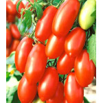 Томат Чудо-пальчики Томат Чудо-пальчики