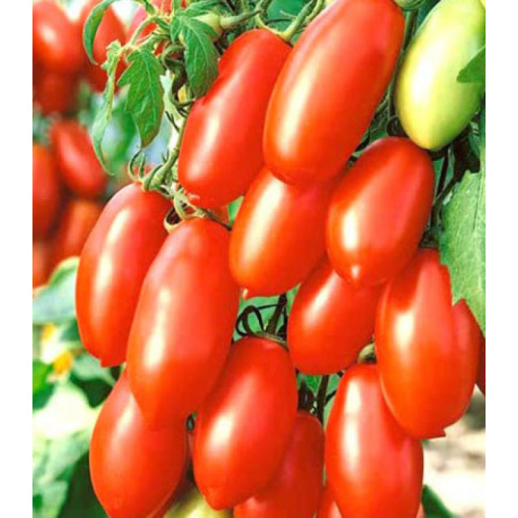 Томат Чудо-пальчики Томат Чудо-пальчики