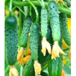 Огурец Сибирский экспресс F1 Огурец Сибирский экспресс F1