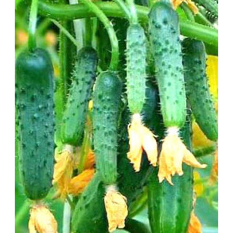 Огурец Сибирский экспресс F1 Огурец Сибирский экспресс F1