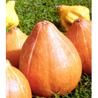 Тыква Россиянка