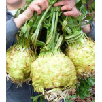 Сельдерей Королевская н��чь Сельдерей Королевская н��чь