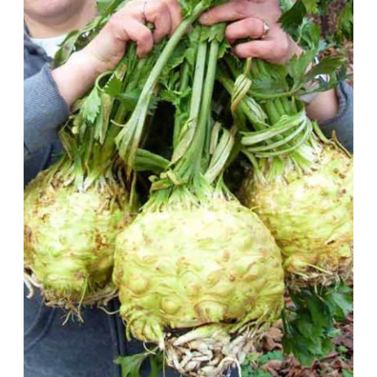 Сельдерей Королевская н��чь Сельдерей Королевская н��чь