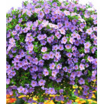 Бакопа Василиса Бакопа Василиса