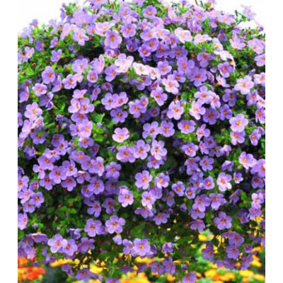 Бакопа Василиса