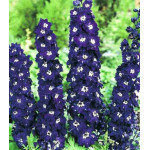 Дельфиниум Черный рыцарь Дельфиниум Черный рыцарь