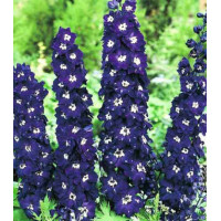 Дельфиниум Черный рыцарь