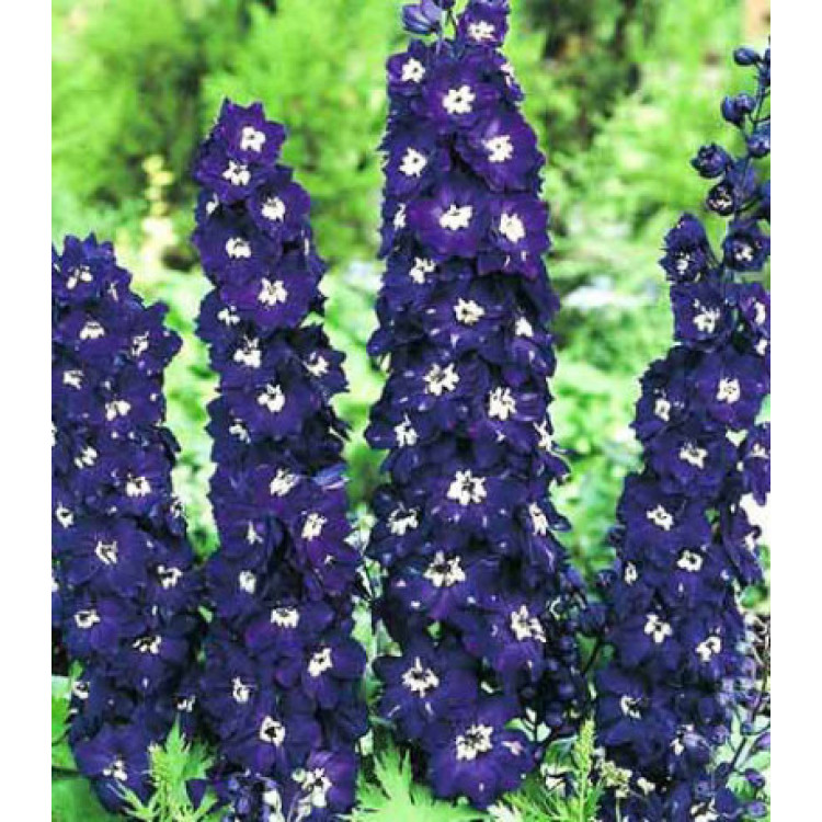 Дельфиниум Черный рыцарь Дельфиниум Черный рыцарь
