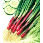 Лук на зелень Красное перо Лук на зелень Красное перо