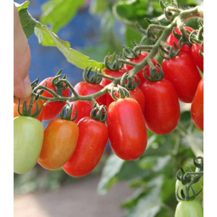 Томат Комнатный сюрприз Томат Комнатный сюрприз