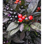 Перец декоративный Черный принц F1 Перец декоративный Черный принц F1