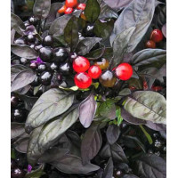 Перец декоративный Черный принц F1