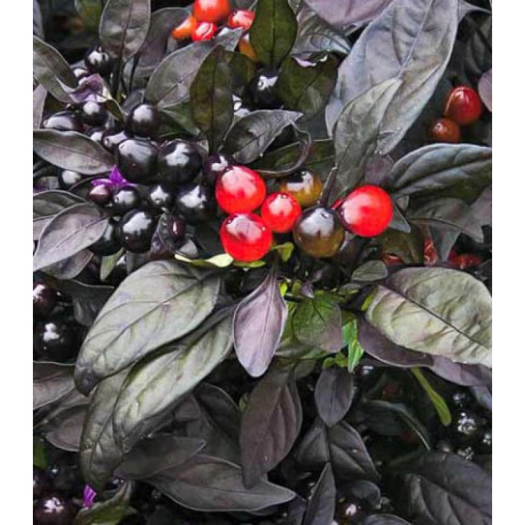 Перец декоративный Черный принц F1 Перец декоративный Черный принц F1