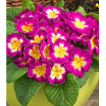 Примула Биколор Калипсо F1