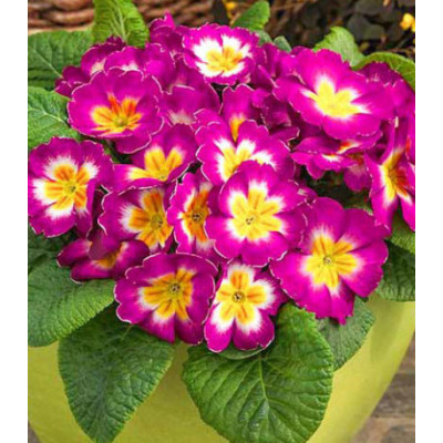 Примула Биколор Калипсо F1