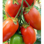 Томат Сибирский изобильный Томат Сибирский изобильный
