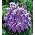 Жакаранда Фиалковое дерево Жакаранда Фиалковое дерево