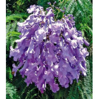 Жакаранда Фиалковое дерево